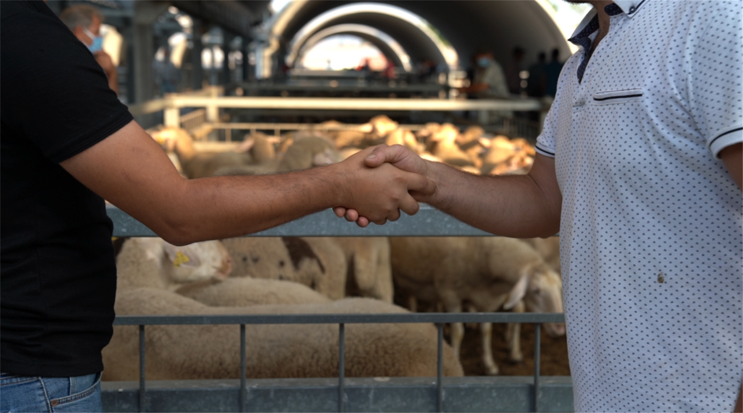 Hayvan Pazarı Pardok Kiralama