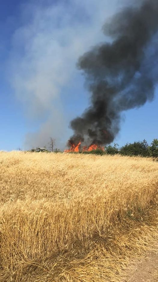 Manyas’da 150 dönüm Ekin Yandı