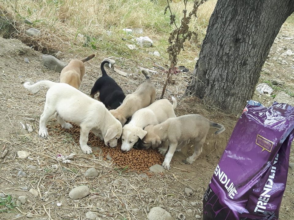 Edremit Belediyesi Sessiz Dostları da Unutmuyor
