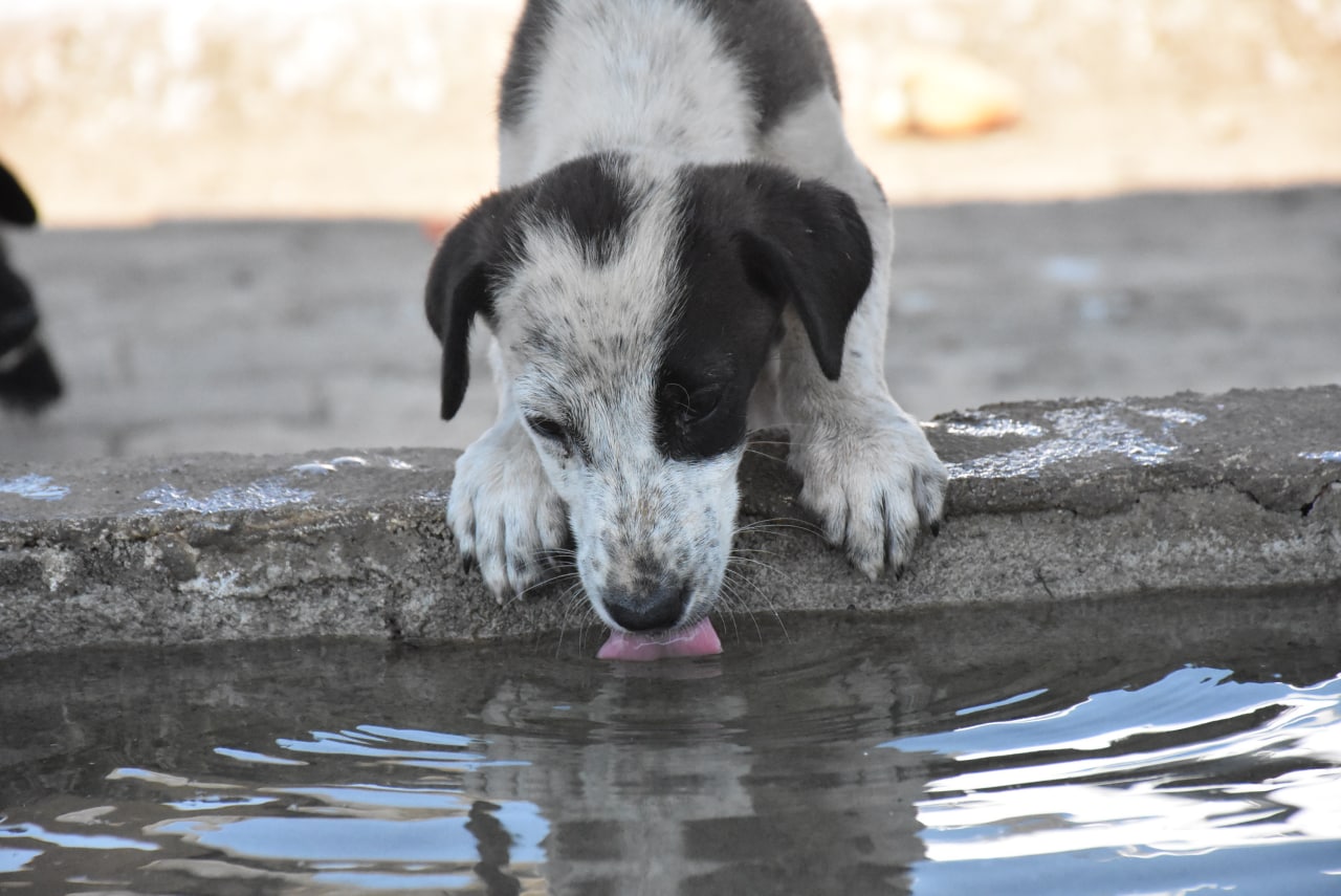 EDREMİT BELEDİYESİ SOKAK HAYVANLARININ YANINDA
