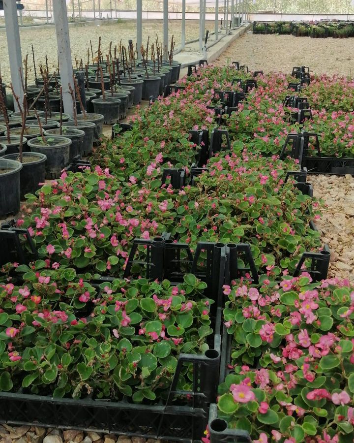 Mezarlık Girişlerinde Çiçek Hediye Edilecek