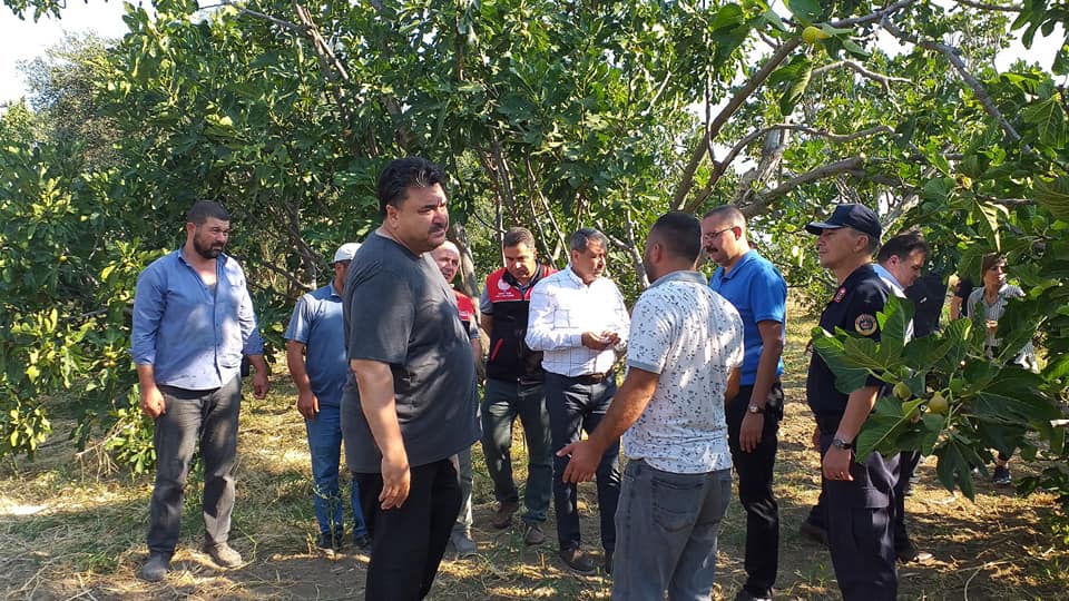 Havran İlçesinde İncir Hasatı