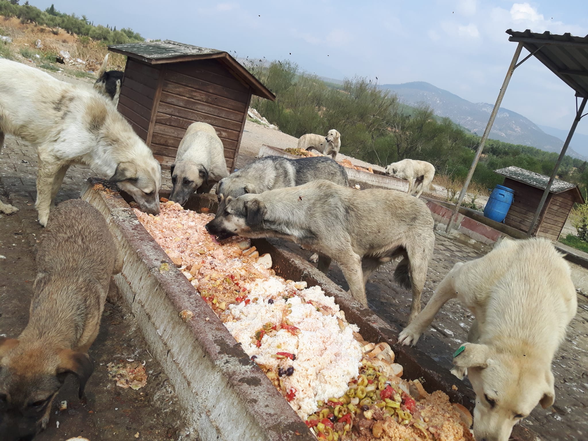 Edremit Belediyesi Sokaktaki Can Dostları Unutmadı