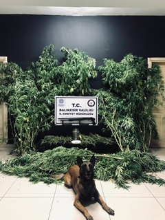 Hayvan Sayasına Uyuşturucu Operasyonu