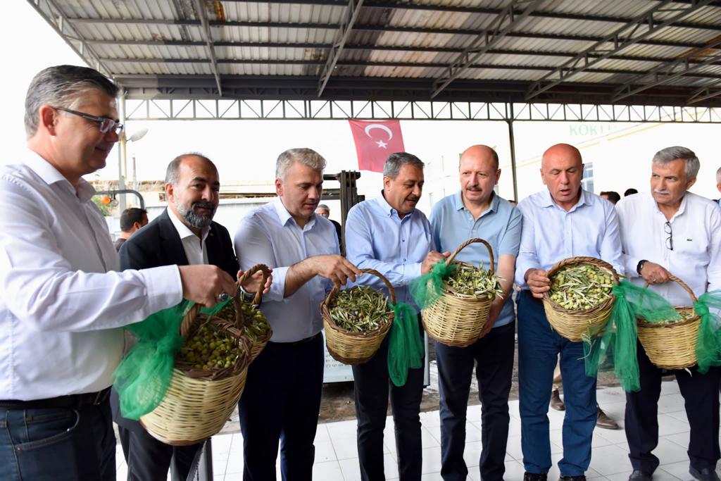 Ayvalık’ ta Zeytinde Yılın İlk Hasadı Yapıldı