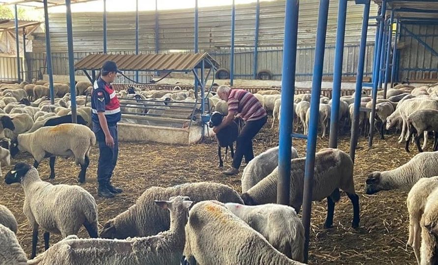 Çalınan Koyunları Jandarma Buldu
