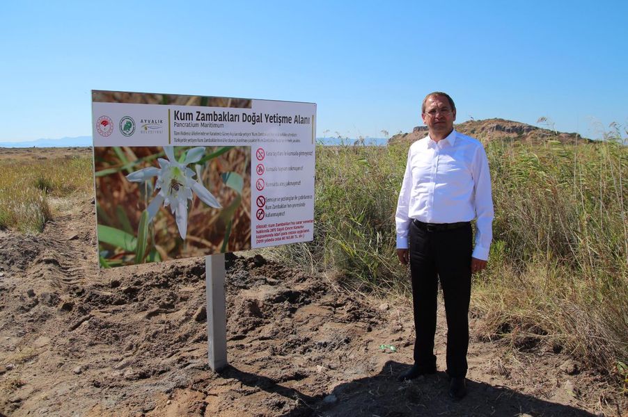 Ayvalık’ta Kum Zambakları Çiçek Açtı.