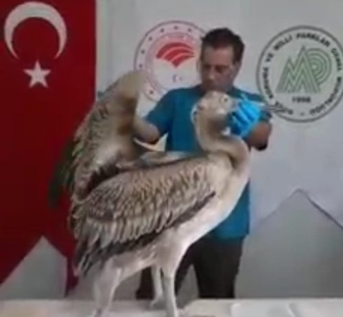 Göç Yorgunu Genç Ak Pelikan Bakıma Alındı