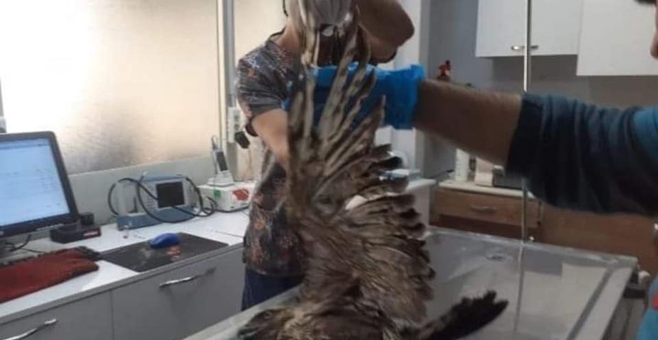 Balıkesir’de Yaralı Şahin Tedavi Altına Alındı