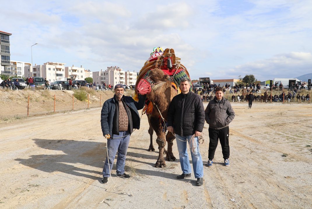 Burhaniye’de Develer Havutlarını Giydi.
