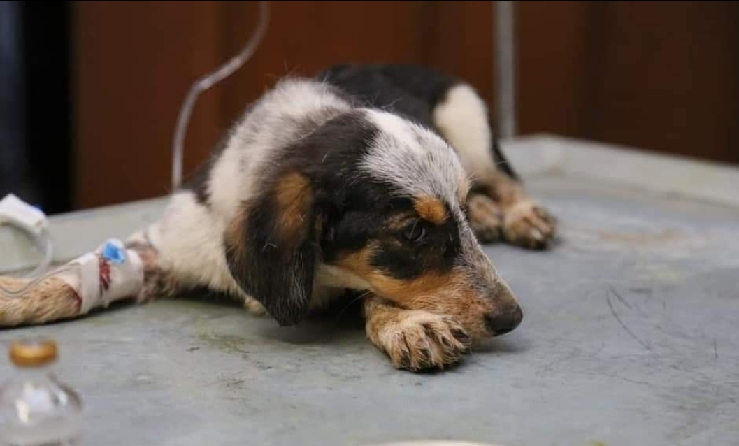 Edremi Belediyesi 7/24 Can Dostların  Yanında