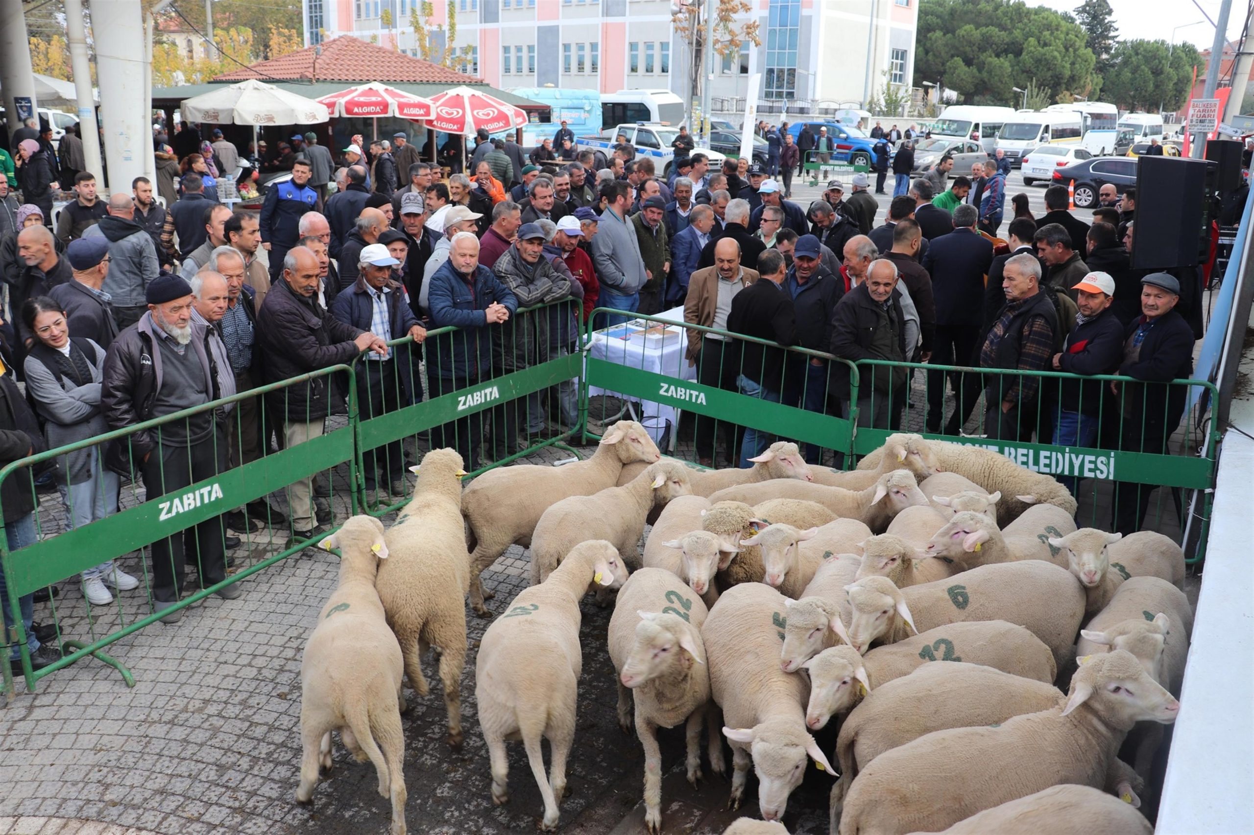 Üreticiye 100 Hibe İle 25 Damızlık Koçun Dağıtımını Gerçekleştirdi