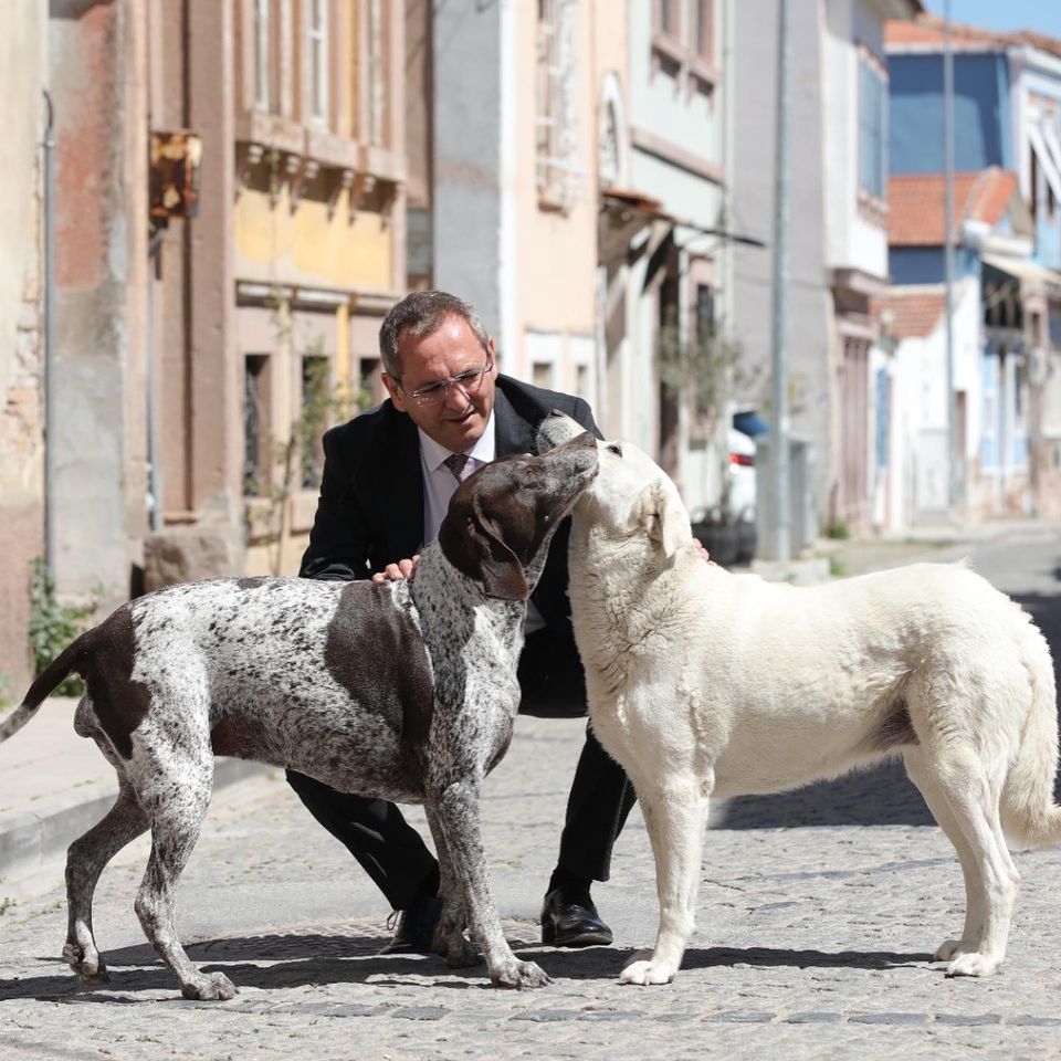 Ayvalık Belediyesi 2022 Yılı Boyunca Sokaktaki Can Dostları Unutmadı