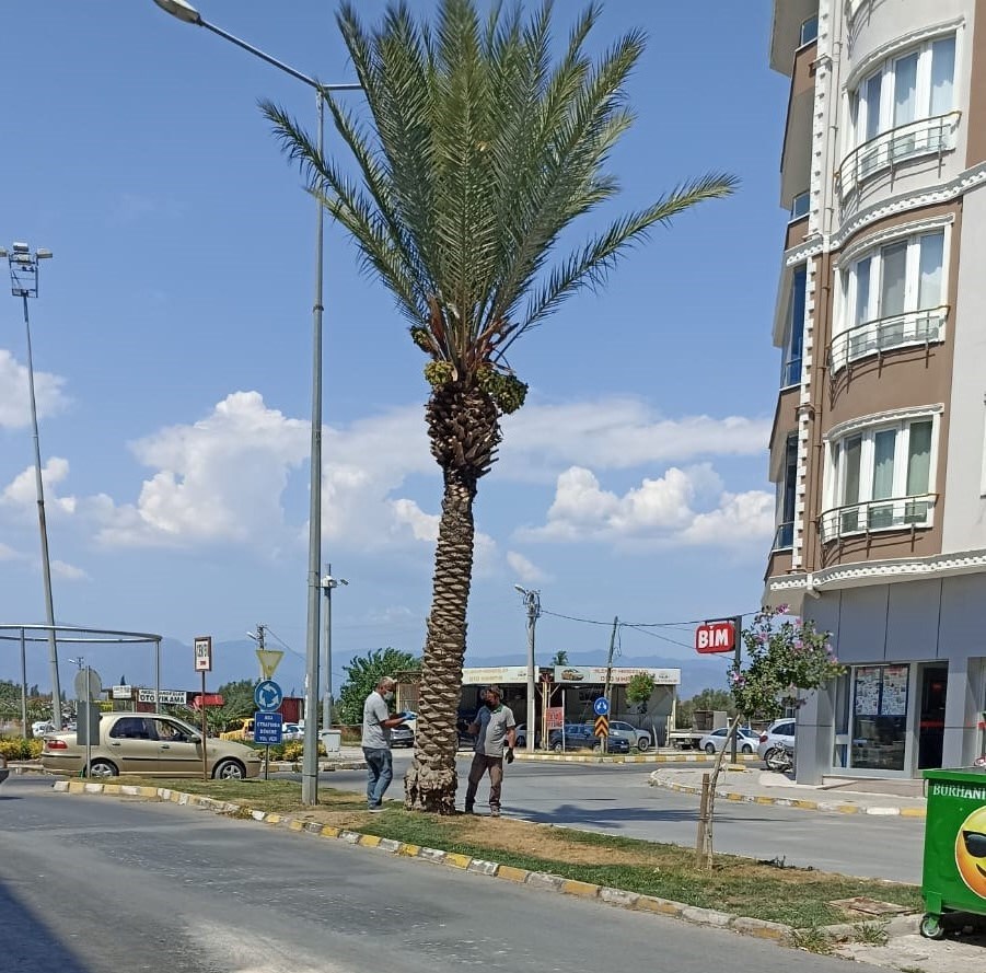 Kırmızı Palmiye Böceğine Karşı Palmiyeler Belediye Korumasında