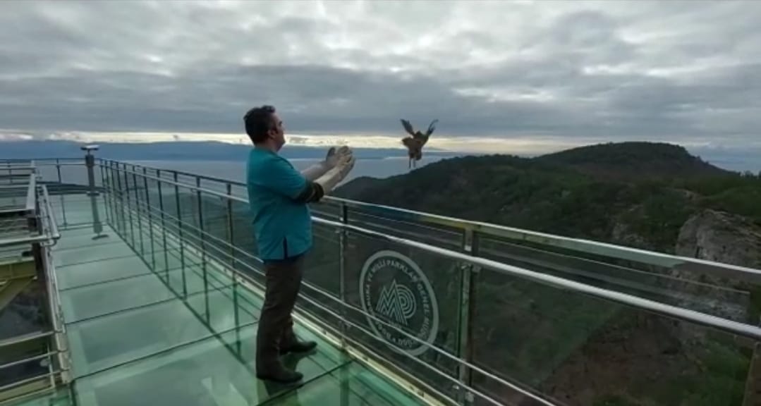 Alaca Baykuş Tekrar Doğaya Salındı
