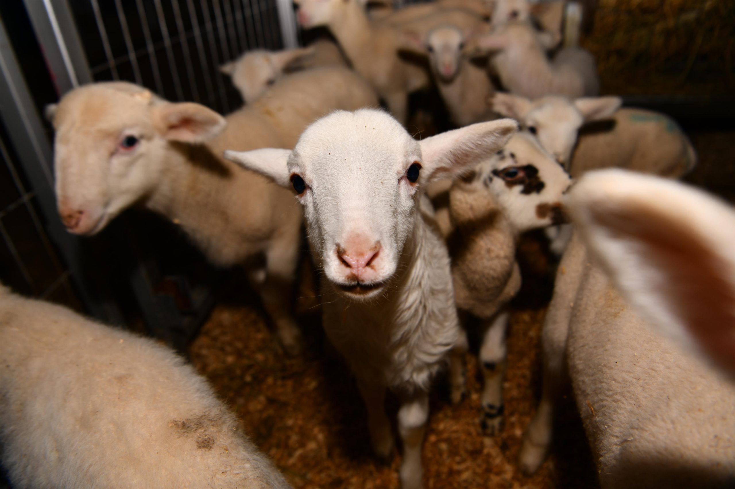 Büyükşehir’ den Balıkesir Kuzusu Damızlık Merkezlerine Damızlık Hayvan Desteğinde Bulundu