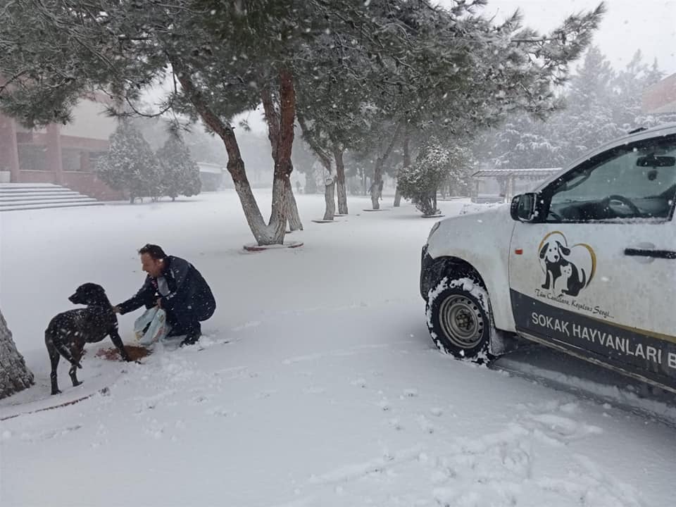 Büyükşehir, Sokaktaki Canları Unutmuyor