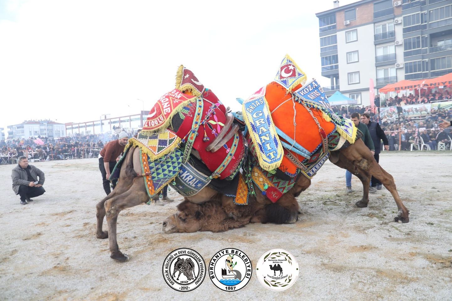 Geleneksel Deve Güreşleri Türkiye’ de Sezonun En İyi Güreşi Seçildi