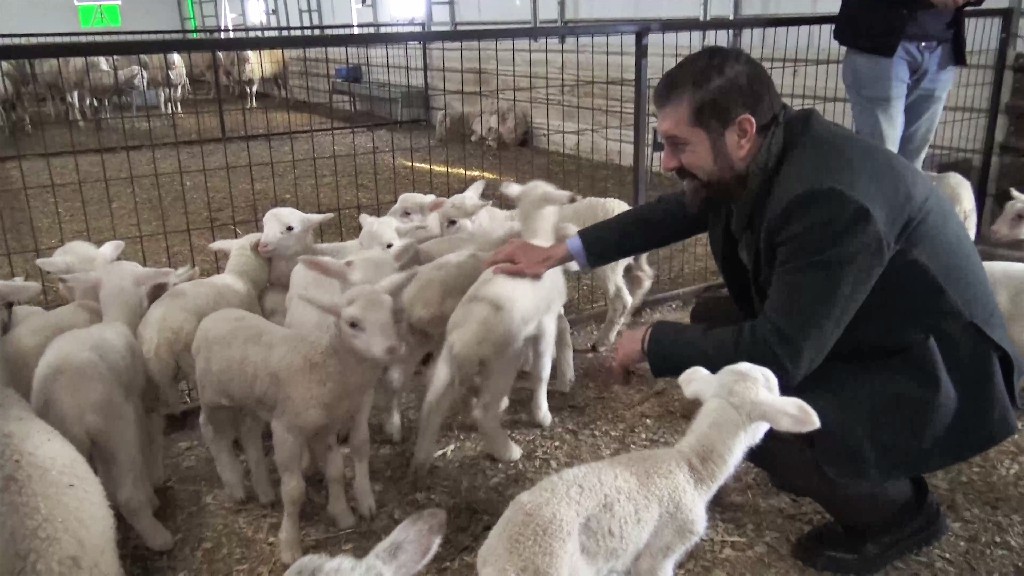 Balıkesir Kuzusunda Marka Değer Doğal Şehir Sındırgı Olacak