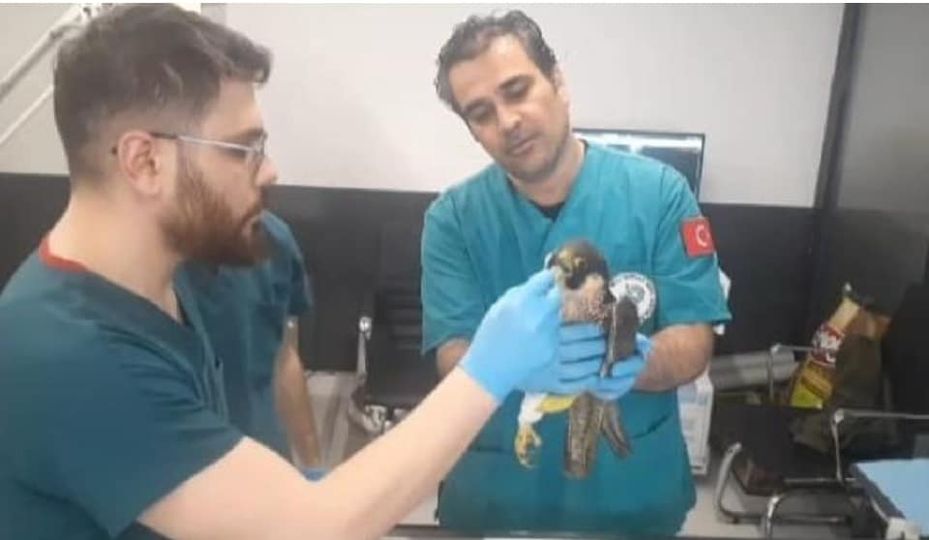 Gökdoğan Kuşu Yaralı Bulundu,Tedavi Altına Alındı