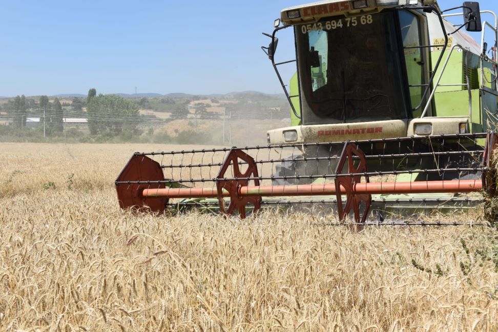 Kayra Buğday Demonstrasyonunda Hasat Vakti