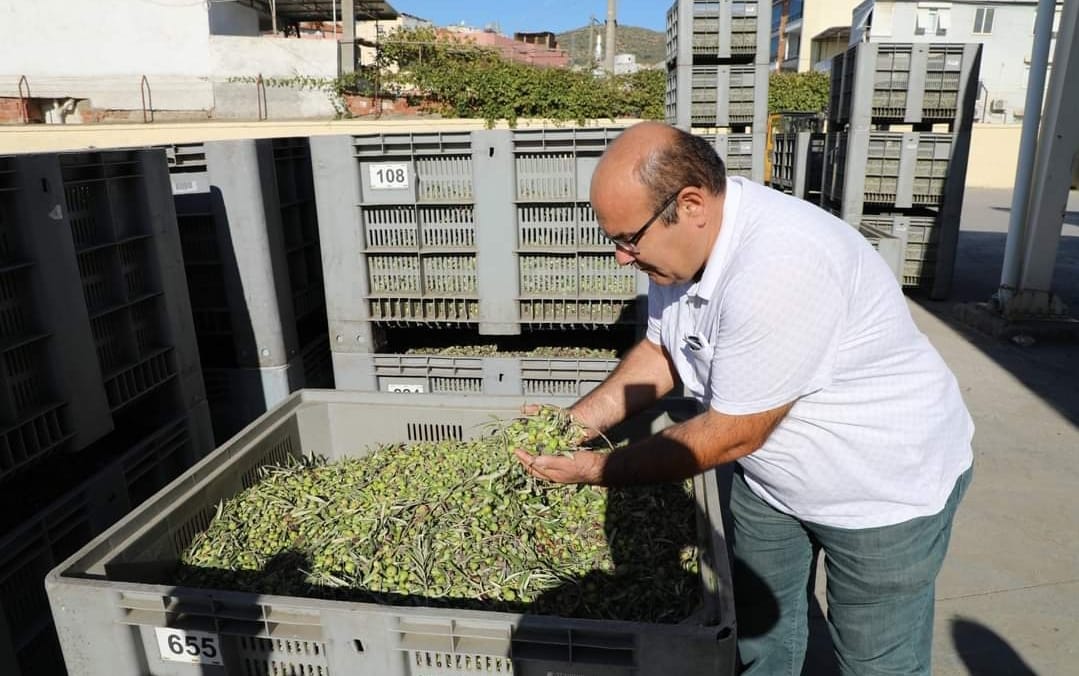 EDREMİT BELEDİYESİ ERKEN HASAT ZEYTIN YAĞLARI SIKILDI