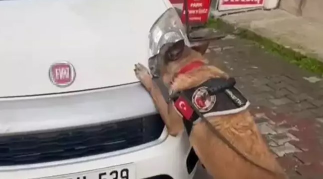 Narkotik Köpeği Cash Uyuşturucu Buldu