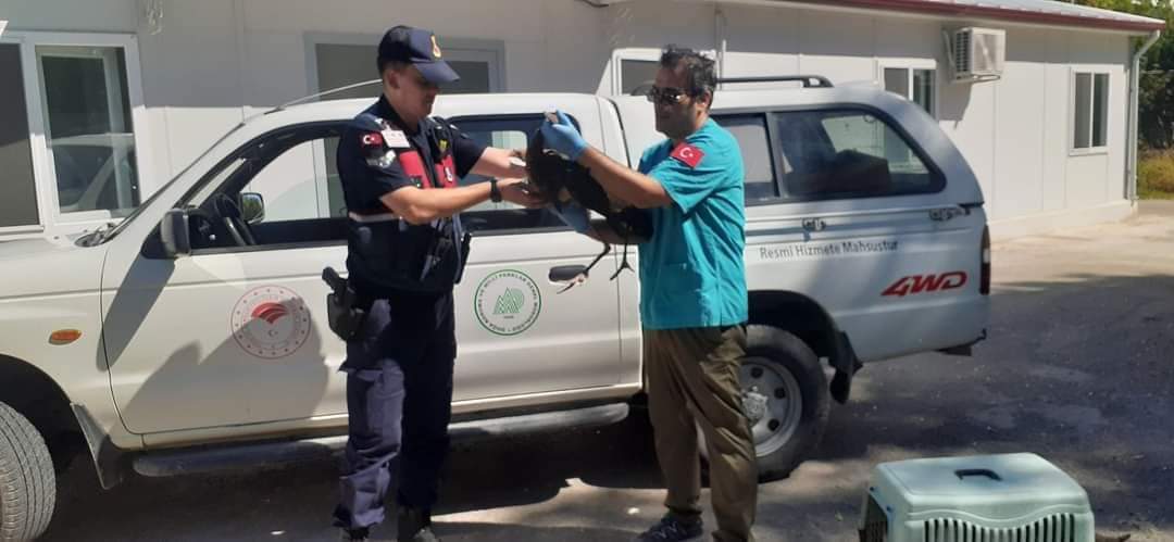 KARA LEYLEK KURTARILDI