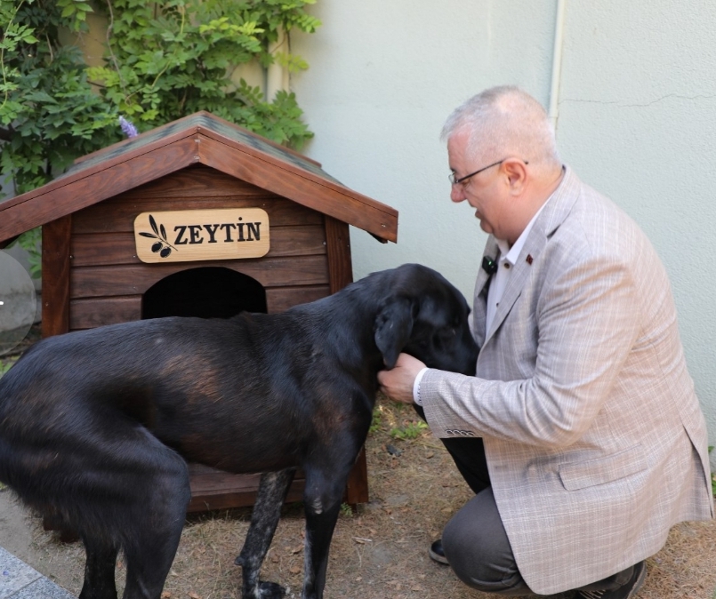 “ZEYTİN “NEREDE MEHMET ERTAŞ ????